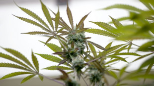 Illegale Cannbisplantage in Lagerhalle entdeckt - vier M&auml;nner festgenommen