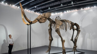 Cient&iacute;ficos presentan una alb&oacute;ndiga de carne de mamut