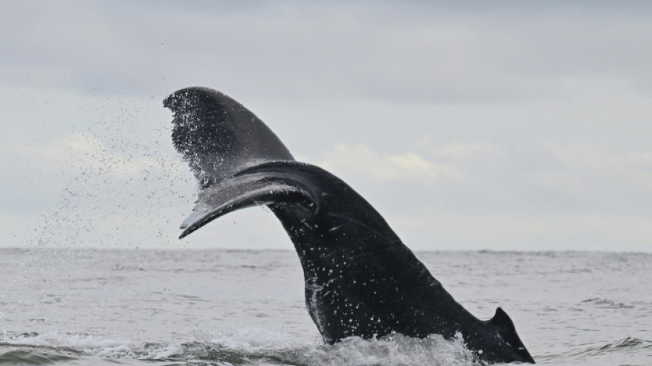 Kabinett beschlie&szlig;t Beitritt zu UN-Hochseeschutzabkommen