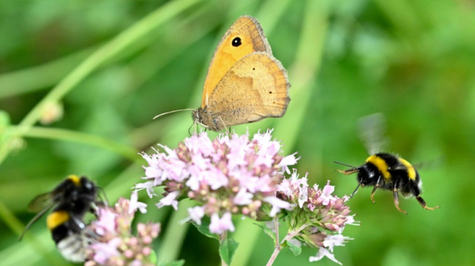 Effondrement de la biodiversit&eacute;: Borne veut des r&eacute;sultats radicaux sans "brutalit&eacute;"