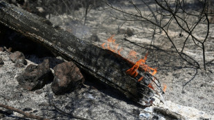 M&eacute;gafeu en Gironde: extinction, reconstruction, replantation... Le chantier de l'apr&egrave;s