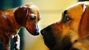 Oldest dog DNA suggests 16,000 years of human companionship