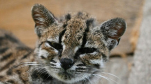 Une nouvelle esp&egrave;ce de chat sauvage d&eacute;couverte en Bolivie, une premi&egrave;re en un si&egrave;cle