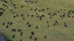 Al menos 90 búfalos mueren en estampida tras huir de leones en Namibia