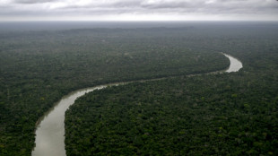 C&oacute;mo un pu&ntilde;ado de especies de &aacute;rboles impulsa la recuperaci&oacute;n de la Amazon&iacute;a
