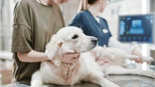Die Wahrheit &uuml;ber Tierkrankenversicherungen: Warum die bekanntesten Versicherer bei Trustpilot durchfallen &ndash; und wer 2026 wirklich vorn liegt